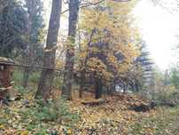 Drewno jaworowe, pniaki o dlugosci 3m, obwody od 96cm do 204cm