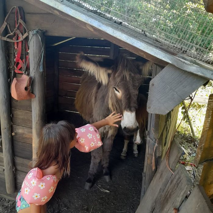 Burro raça mirandes com 3 anos muito manso com crianças
