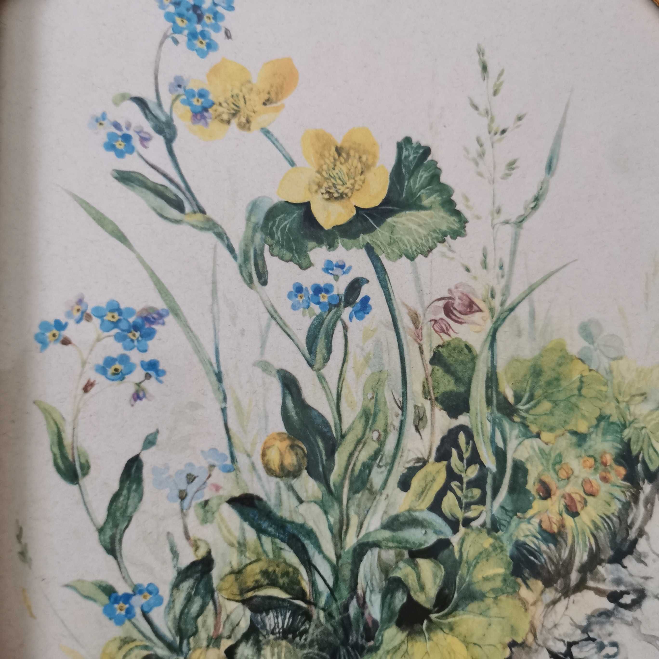Obraz obrazek francuska rustykalna grafika kwiaty zioła botaniczny