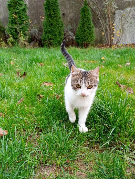 Кошечки в добрые руки