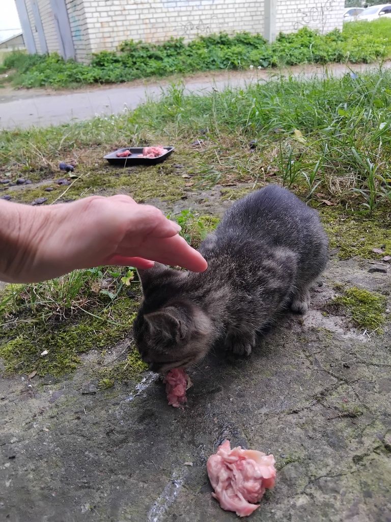 2  місячкий котик