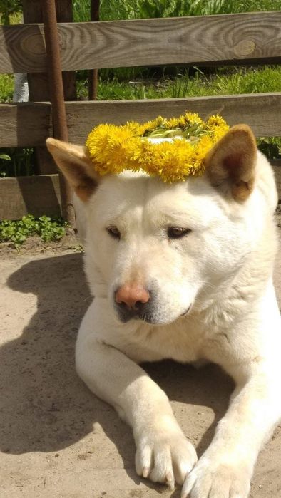 Найніжніша,,ласкава дівчинка, 2 міс, КСУ