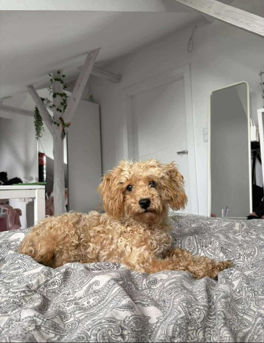 Odchowany piesek Maltipoo RED nauczony czystosci