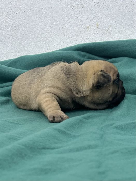 Bulldog frances Menino