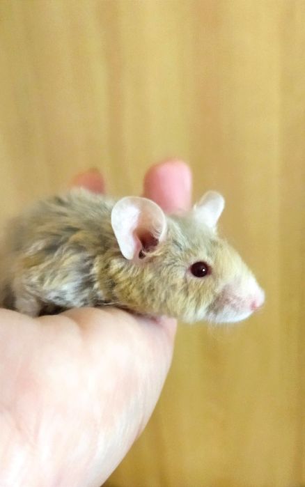 Мишки - пухнастики, ручні та прикольні