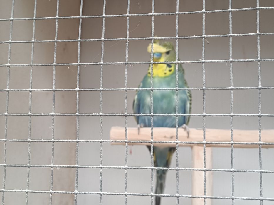 Periquito hagoromo macho