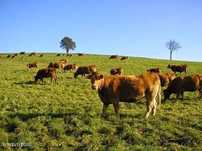 Herdade da Pedra Branca do Sul, Santa Susana, Alcácer do Sal Setúbal
