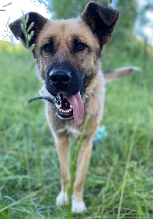 Гарний кобель для сучки