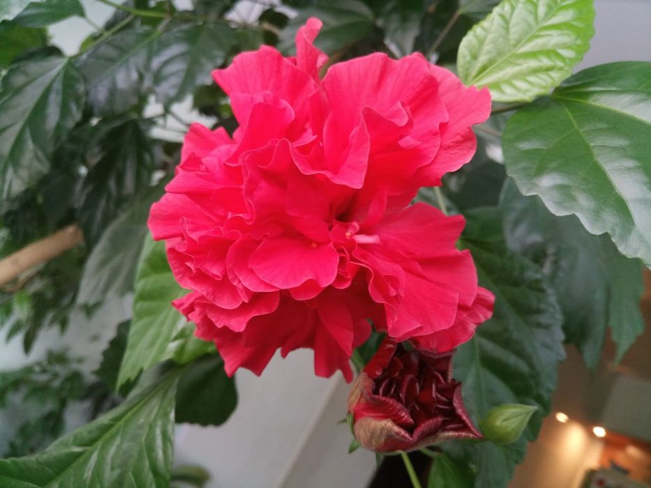 Комнатные растения, экзоты, саженцы и черенки