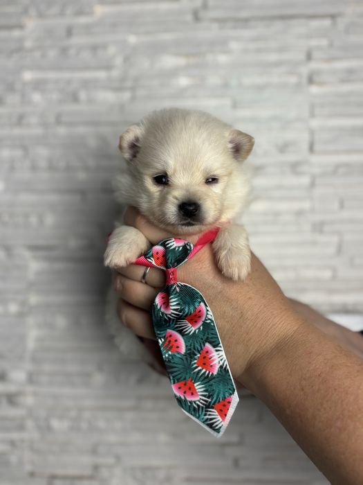 Biały szpic miniaturowy pomeranian