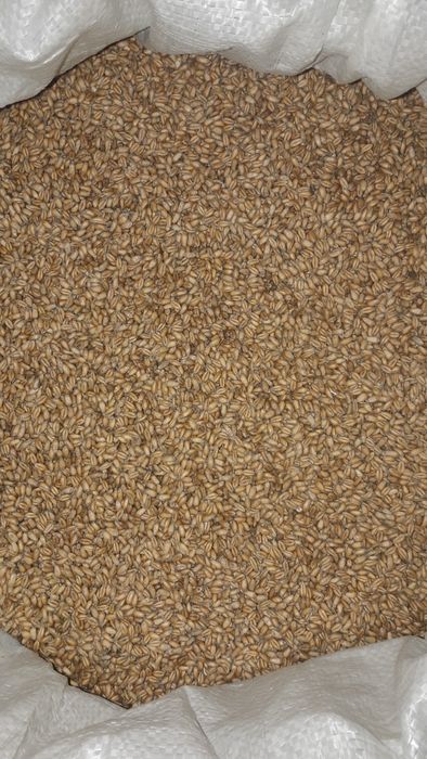 Sprzedam zboże: pszenica, pszenżyto, owies, 2025