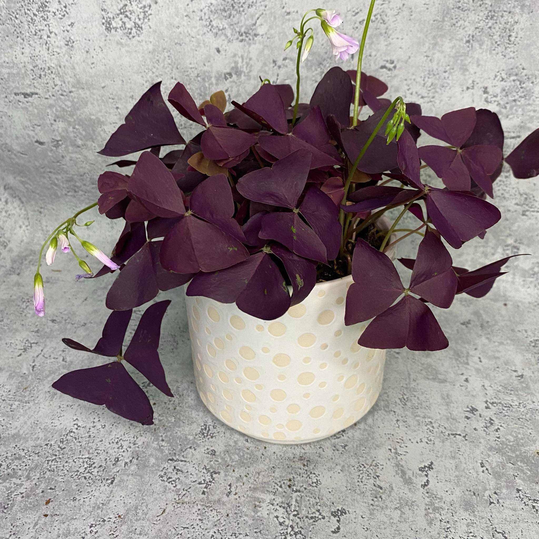 Oxalis  Mijke  -  Szczawik