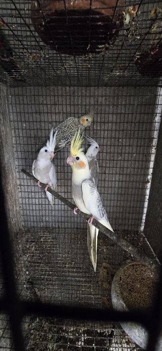 Vendo caturras deste ano