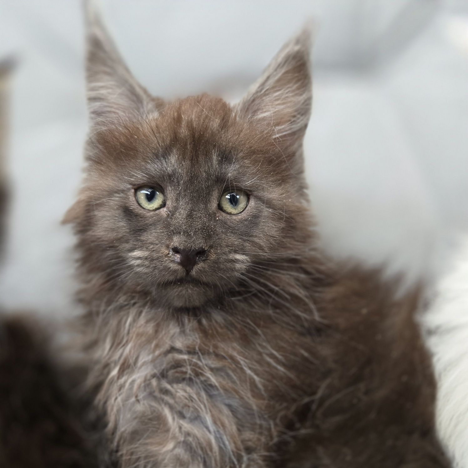 Mainecoon Coon Kocurek Felis Polonia