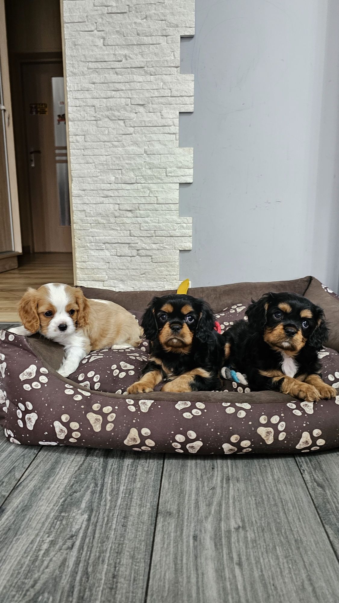 Cavalier King Charles Spaniel Axel