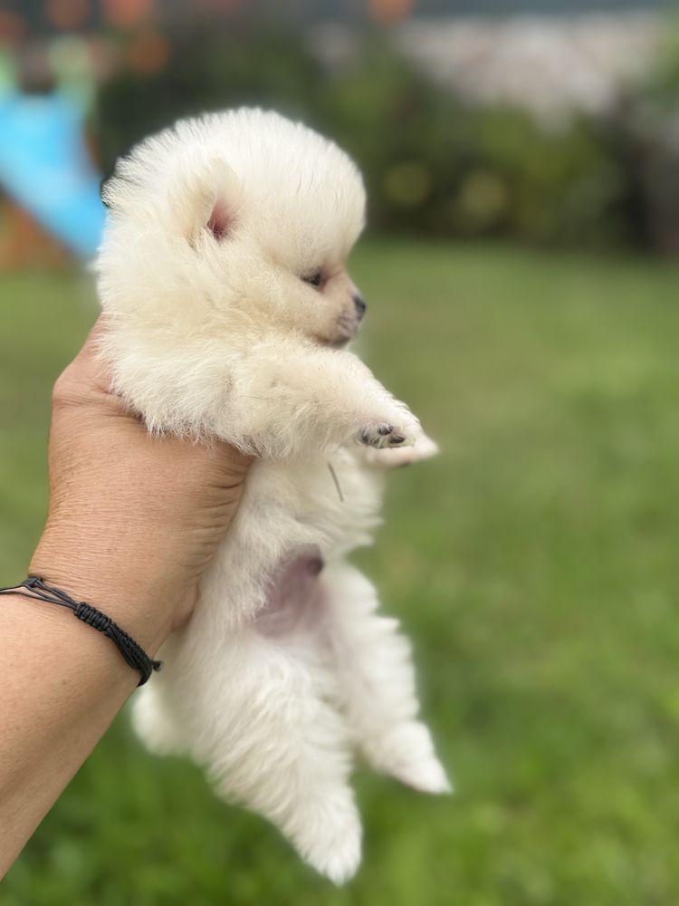 Lulu da Pomerania