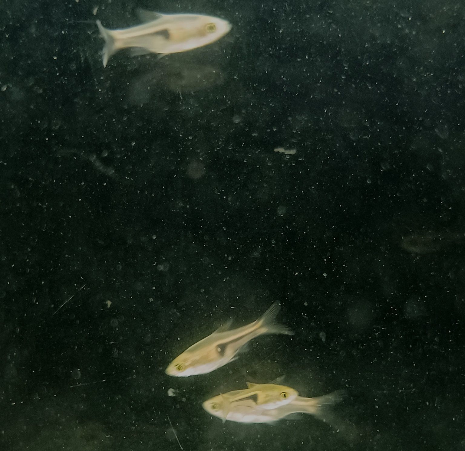 Rozbora espei ryby do nano akwarii