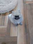 Szpic miniaturowy pomeranian maleńka kuleczka by