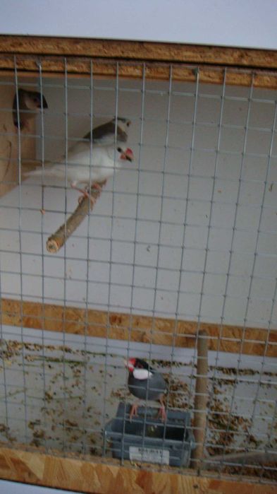 клетка для рисовых амадин