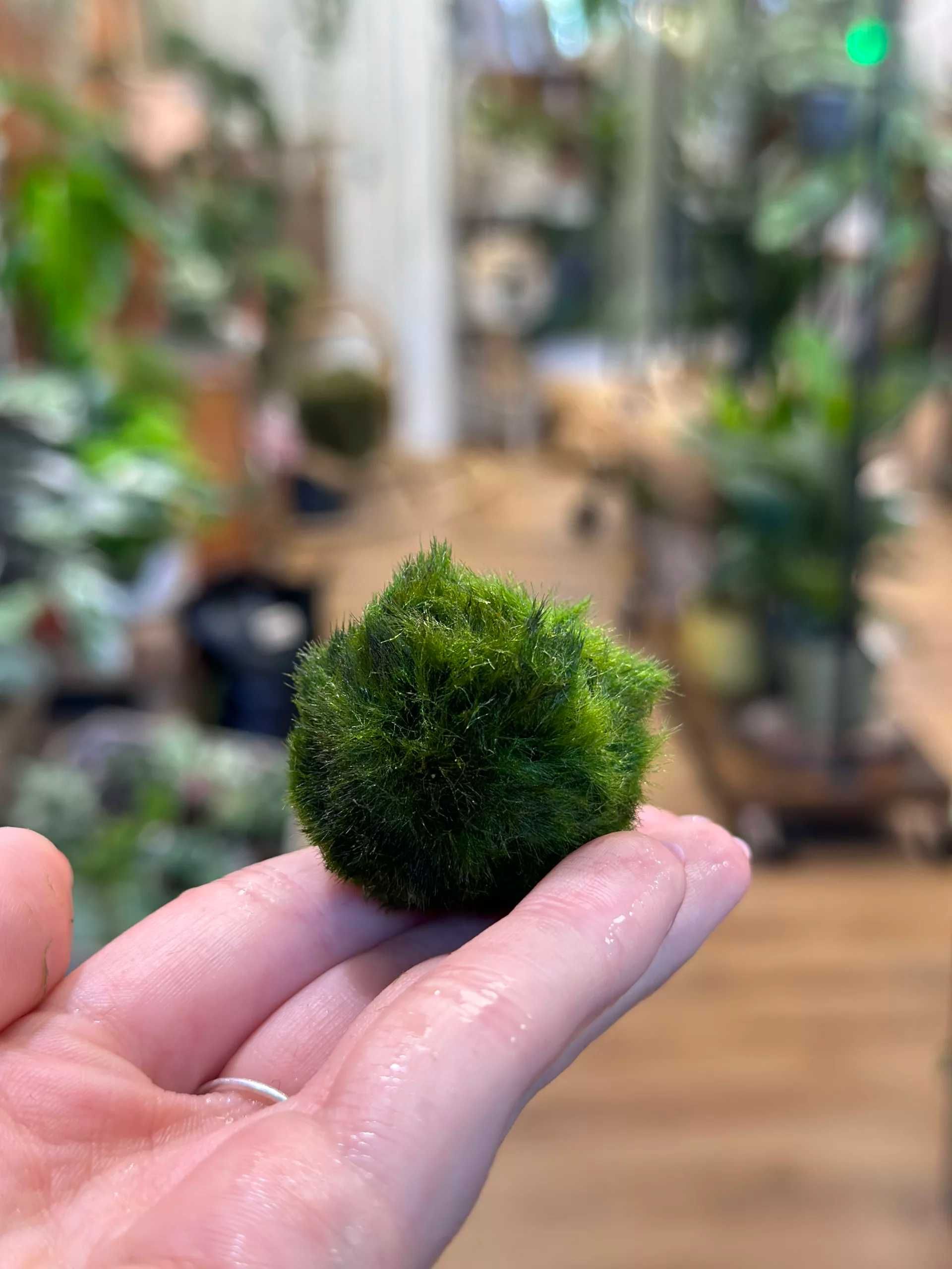 MUSGO - Pack de 3 Marimo Balls (Aegagropila Linnaei)