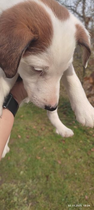 Продам цуценят гладкошерстний фокстерєра