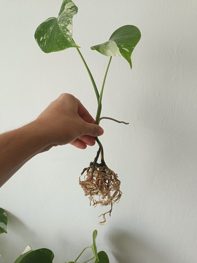 Monstera Variegata