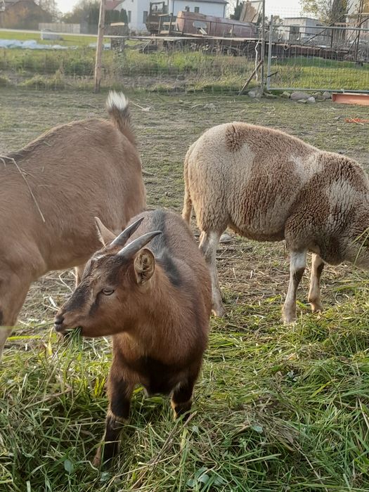 Sprzedam kózke miniaturke