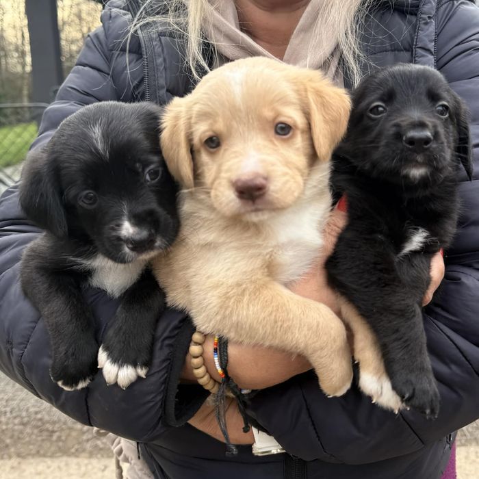 Oddam za darmo szczeniaka border collie X golden retriever