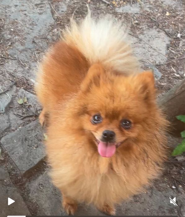 Дівчинка мішка померанський шпіц