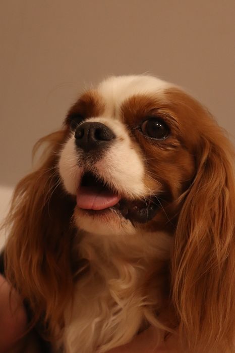 Породний красивий кобель Кавалер, в'язка