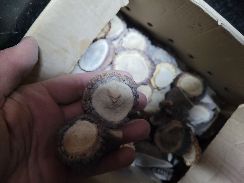 Roze z poroza jelenia 4.5-5.5cm poroze rogi Róża Bolo krawatnik