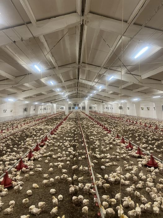 Продам діючу птахофабрику курник курятник ферма