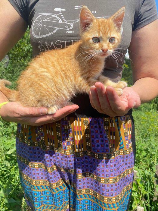 Віддам в добрі руки чотири котика