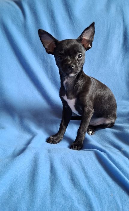 Śliczny piesek Chihuahua