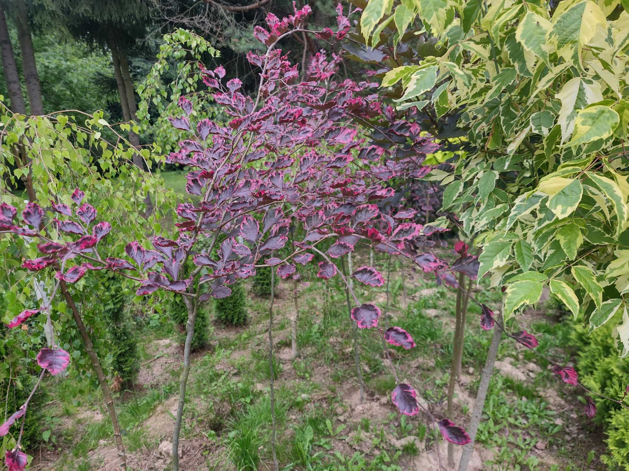Robinia akacjowa Umbraculifera