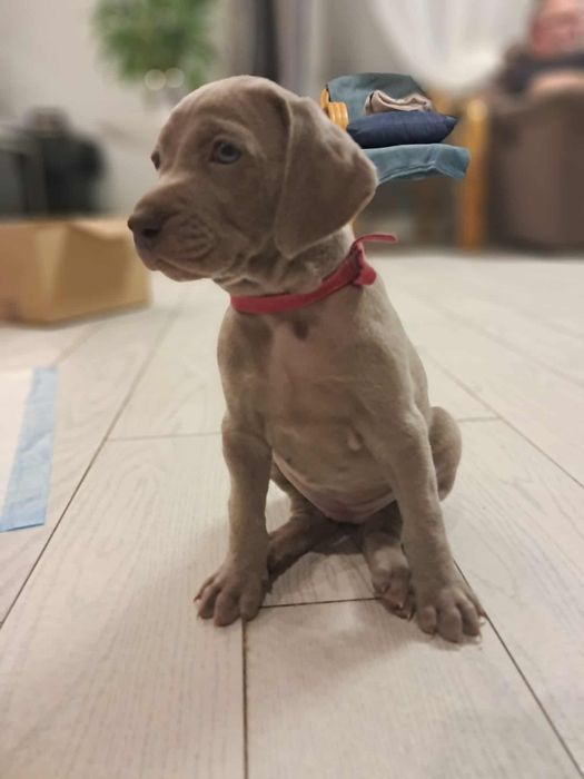 Wyżeł Weimarski szczenię