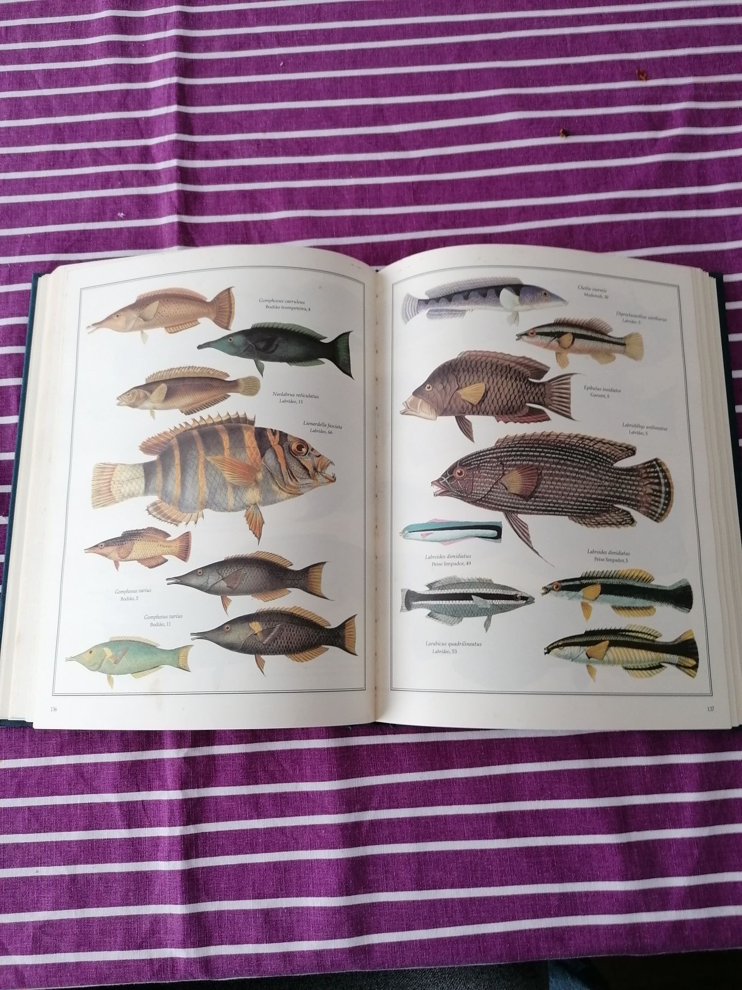 Livro peixes do mundo