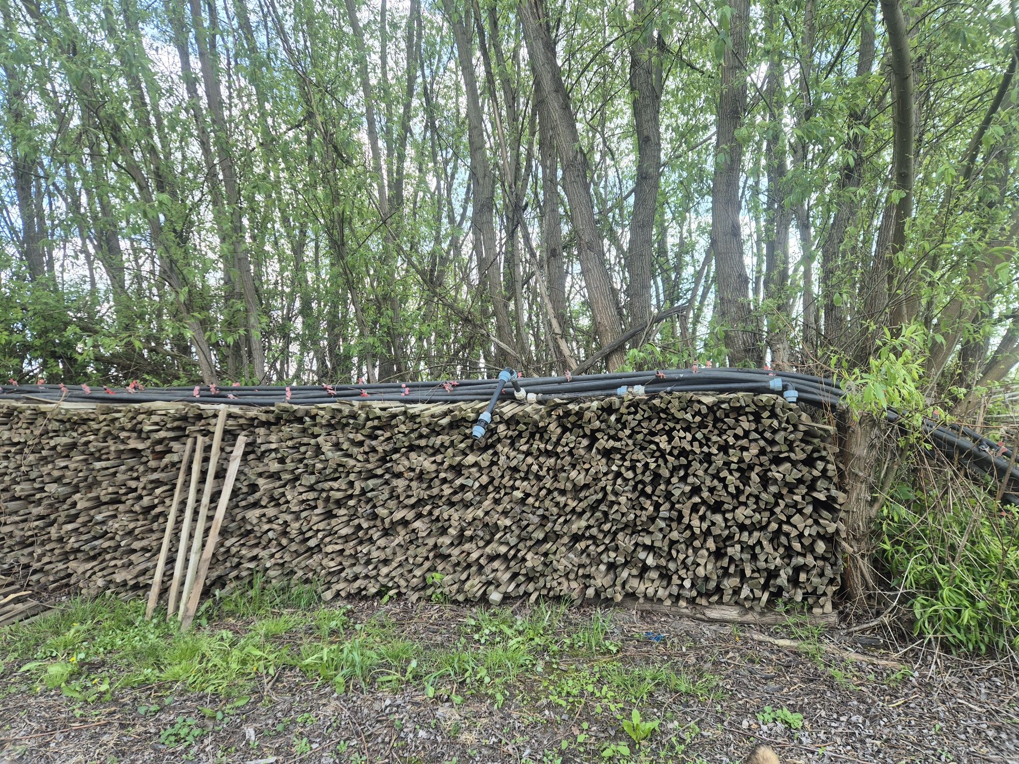 Paliki do pomidorów