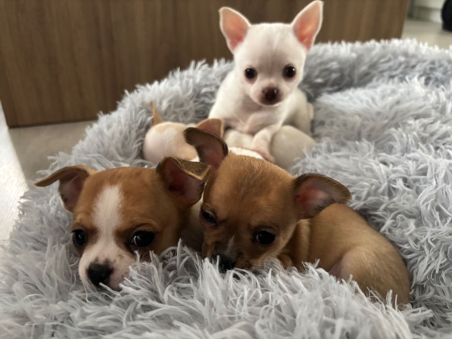Piesek chihuahua