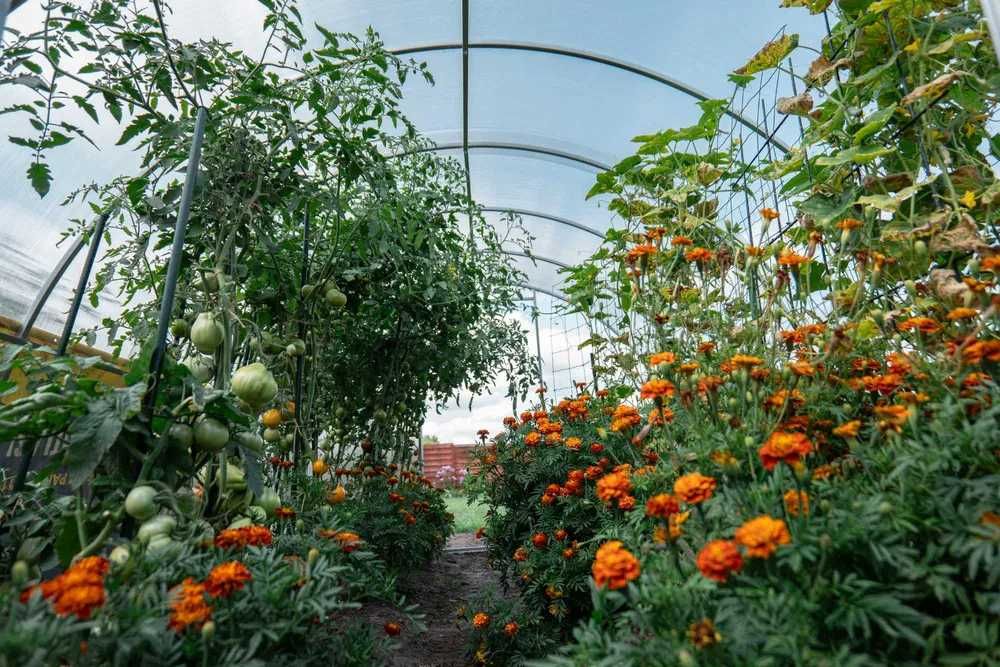 Теплиця промислова шириною 6м довжиною 6/8/10/12м.. труба 30Х30Х1.5мм