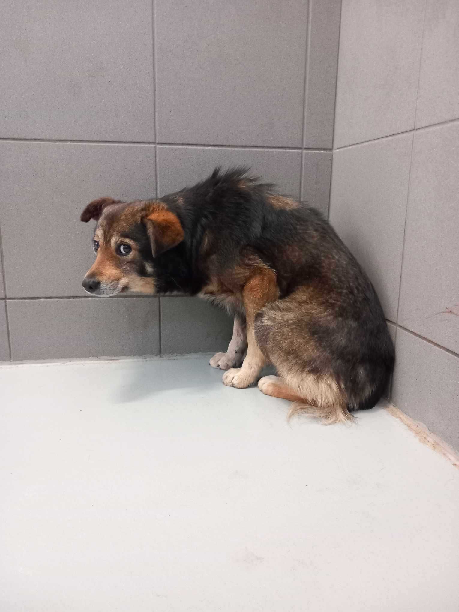 Piotrek - Wystraszony psiak szuka swojego wymarzonego domu