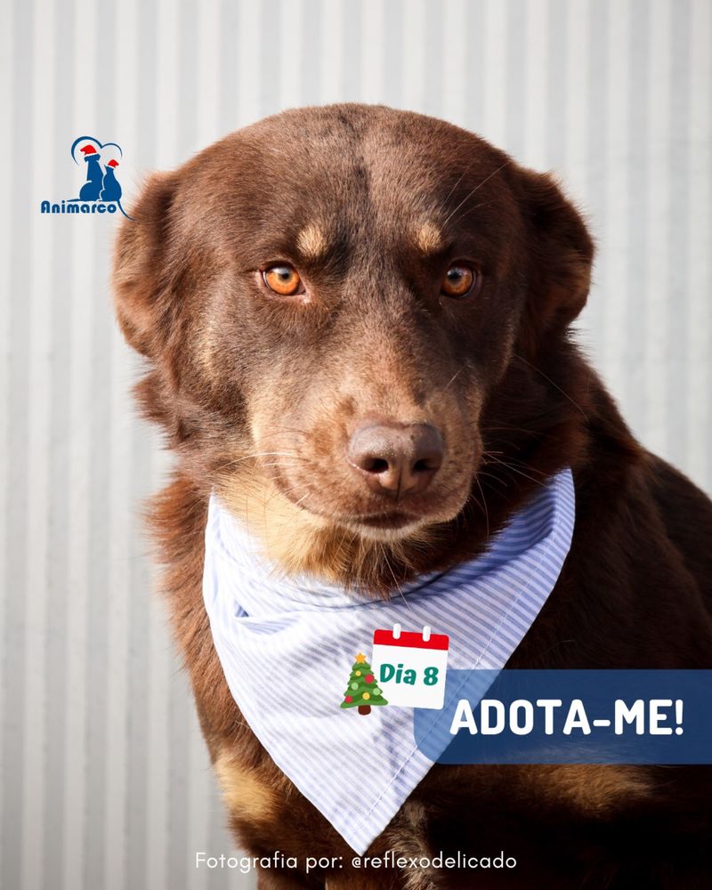 Toblerone - cao para adocao