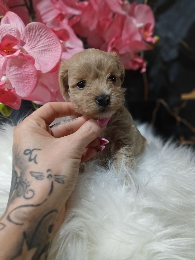 Maltipoo chlopak