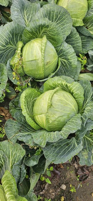 Kapusta Biała Odmiana Jaguar Adelco