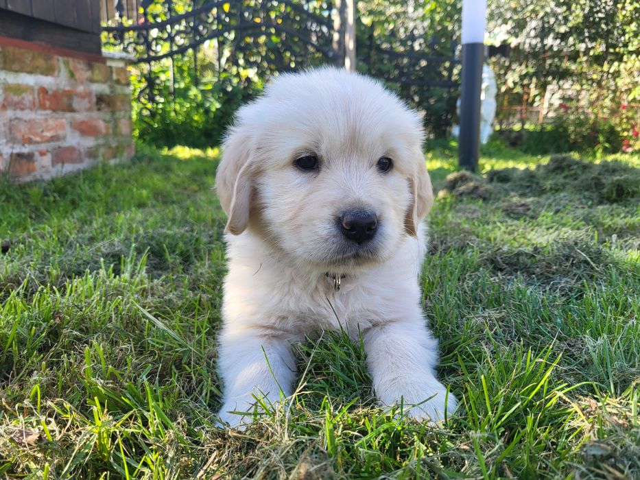 Samiec Golden Retriever gotowy do odbioru  szczeniak