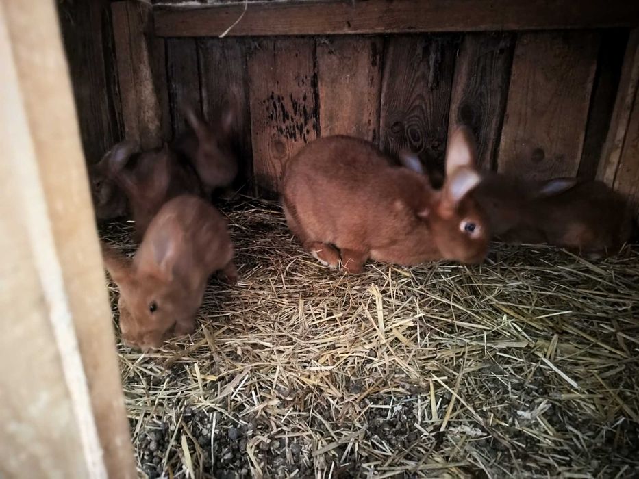 Sprzedam młode nowozelandzkie czerwone