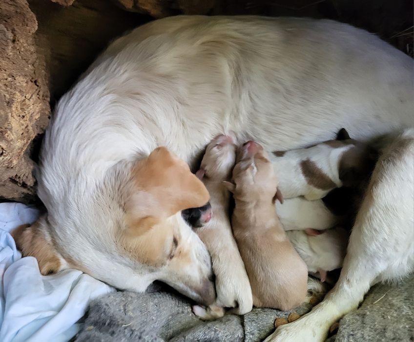 Cães bebé para adopção