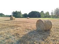 Słoma owsiana sucha,15 kulek cena 70 zł za szt