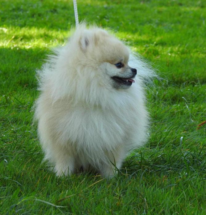 REPRODUKTOR szpic miniaturowy pomeranian fci