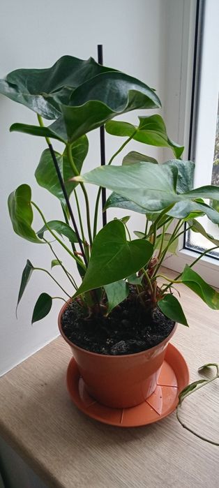 Антуріум 150 грн